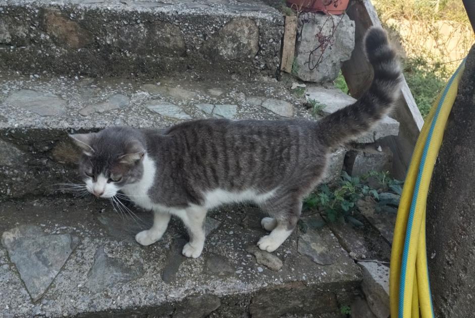 Alerte Découverte Chat Inconnu Saint-Martin-de-Valgalgues France Alerte Découverte Chat Inconnu Saint-Martin-de-Valgalgues France